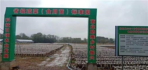 東至縣創建省級蔬菜園 深化初加工，繪就鄉村振興新藍圖