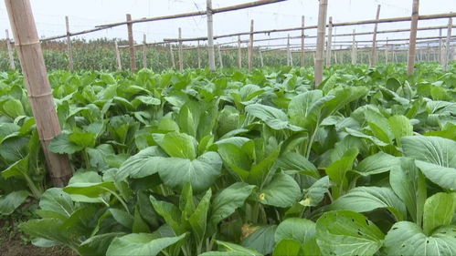 富陽農產品 手機一掃，身世無隱私，食用農產品初加工全透明