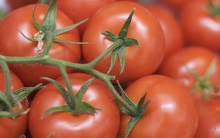 2019年上半年國家農(nóng)產(chǎn)品質(zhì)量安全風險監(jiān)測 初加工食用農(nóng)產(chǎn)品質(zhì)量安全水平穩(wěn)步提升