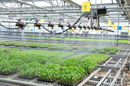 延慶區現代化育苗工廠 科技賦能農業，保障農產品穩定供應