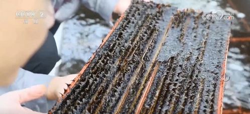 采收時節產銷旺，初加工串起特色農產品致富路