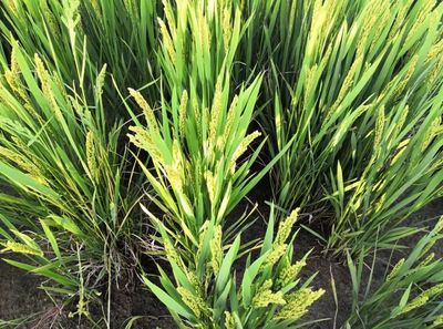 安心餐桌，品質守護——寧海新一批無公害農產品及初加工品名單公布